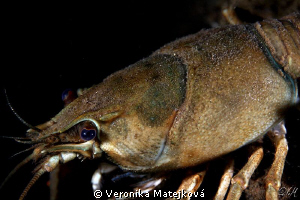Crayfish by Veronika Matějková 